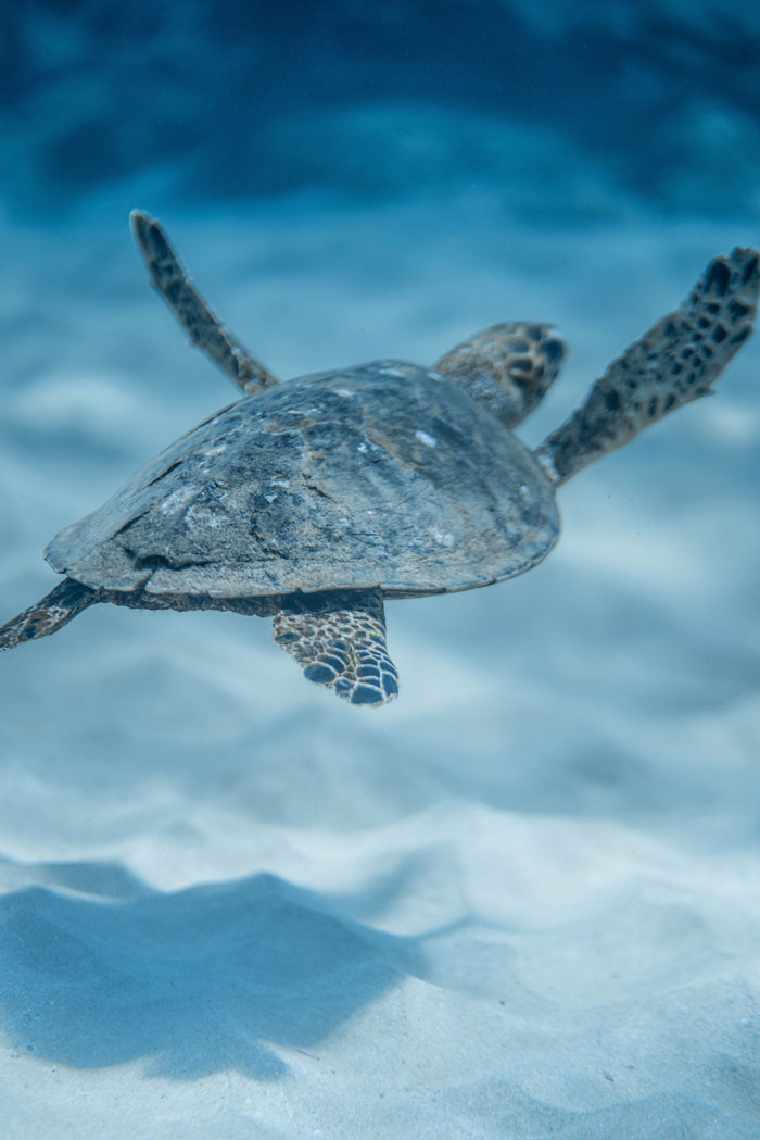 Custom Website Development